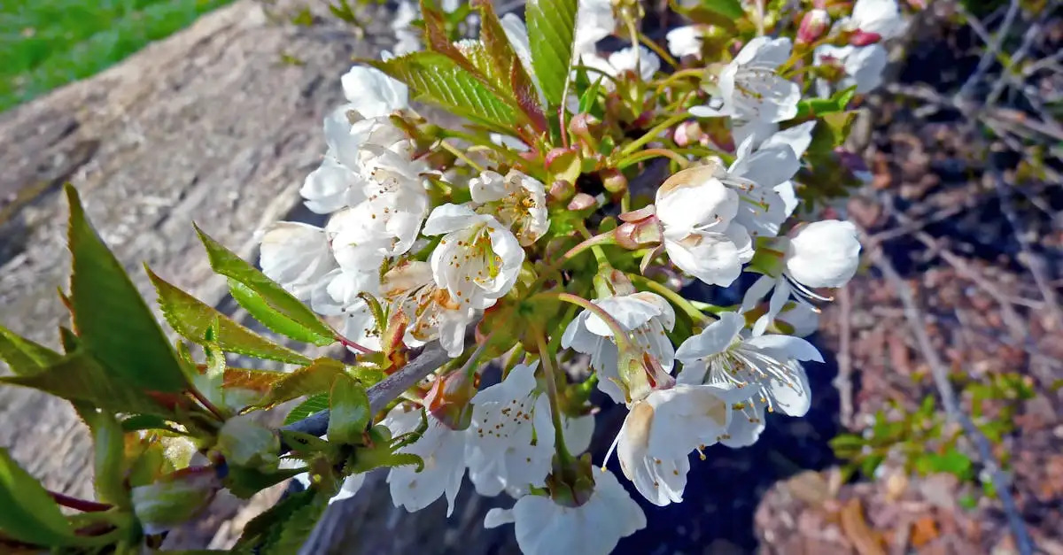 Tuinplant met grote bladeren en witte bloemen