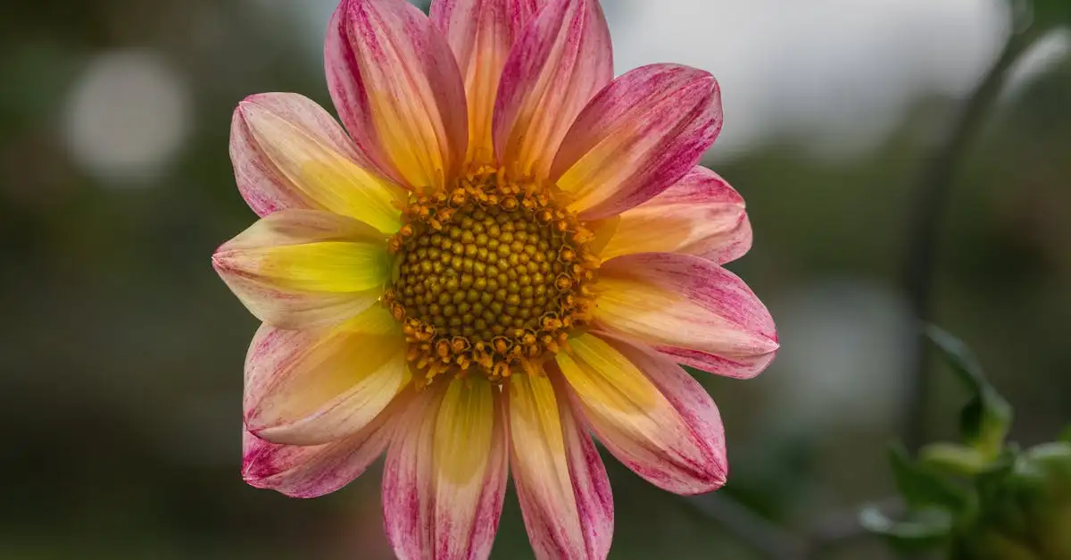 Tuinplant met grote roze bloemen