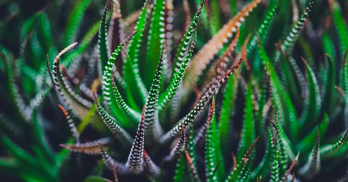 Tuinplant met lange smalle bladeren