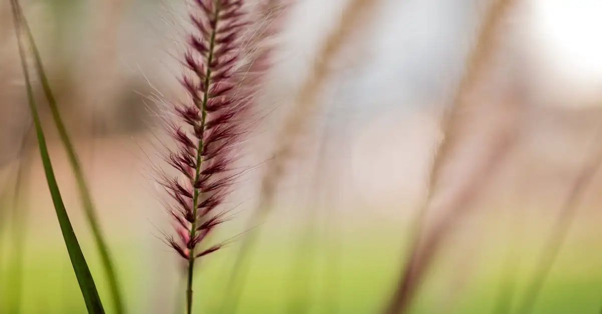 Tuinplant met pluimen
