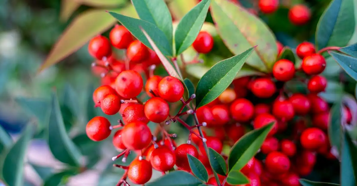 Tuinplant met rode bessen