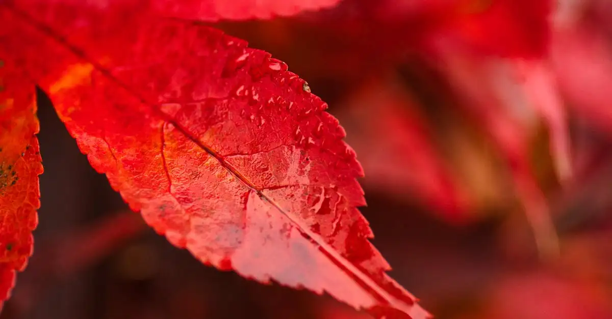 Tuinplant met rood blad