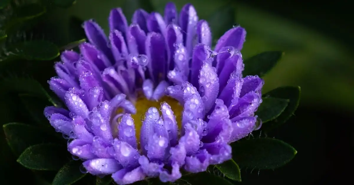 Tuinplant paars