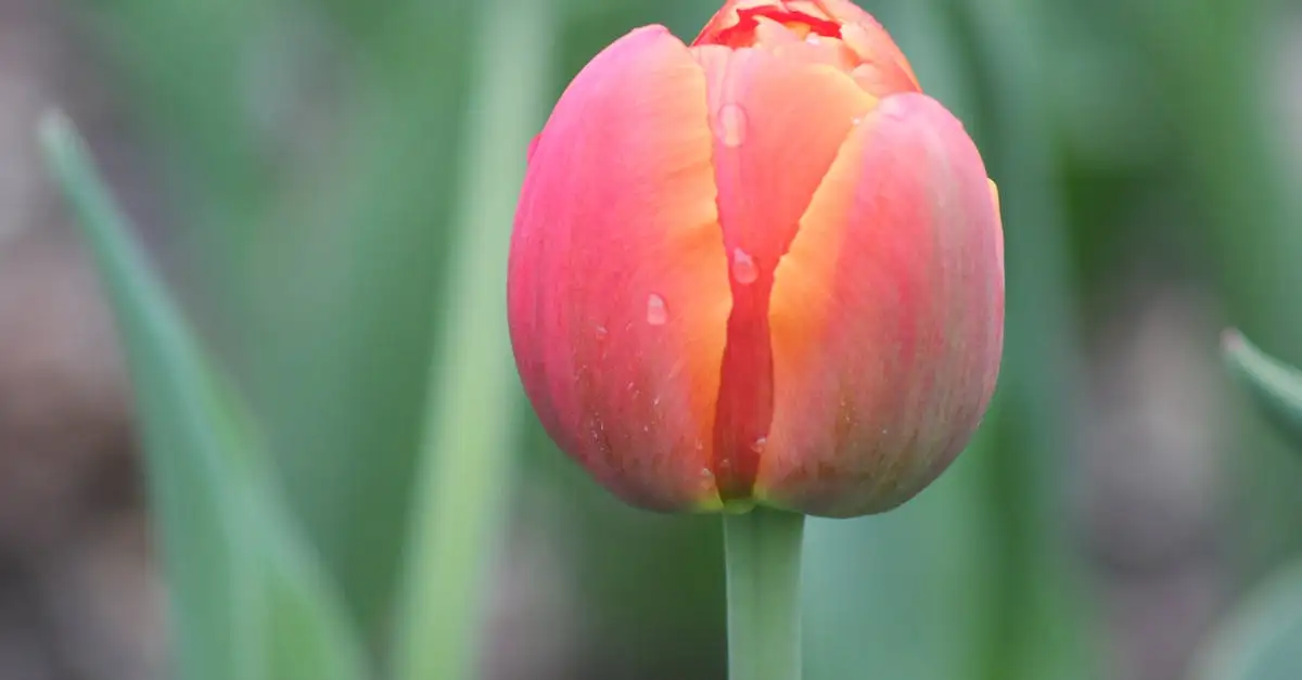 Tuinplant van de maand 2016