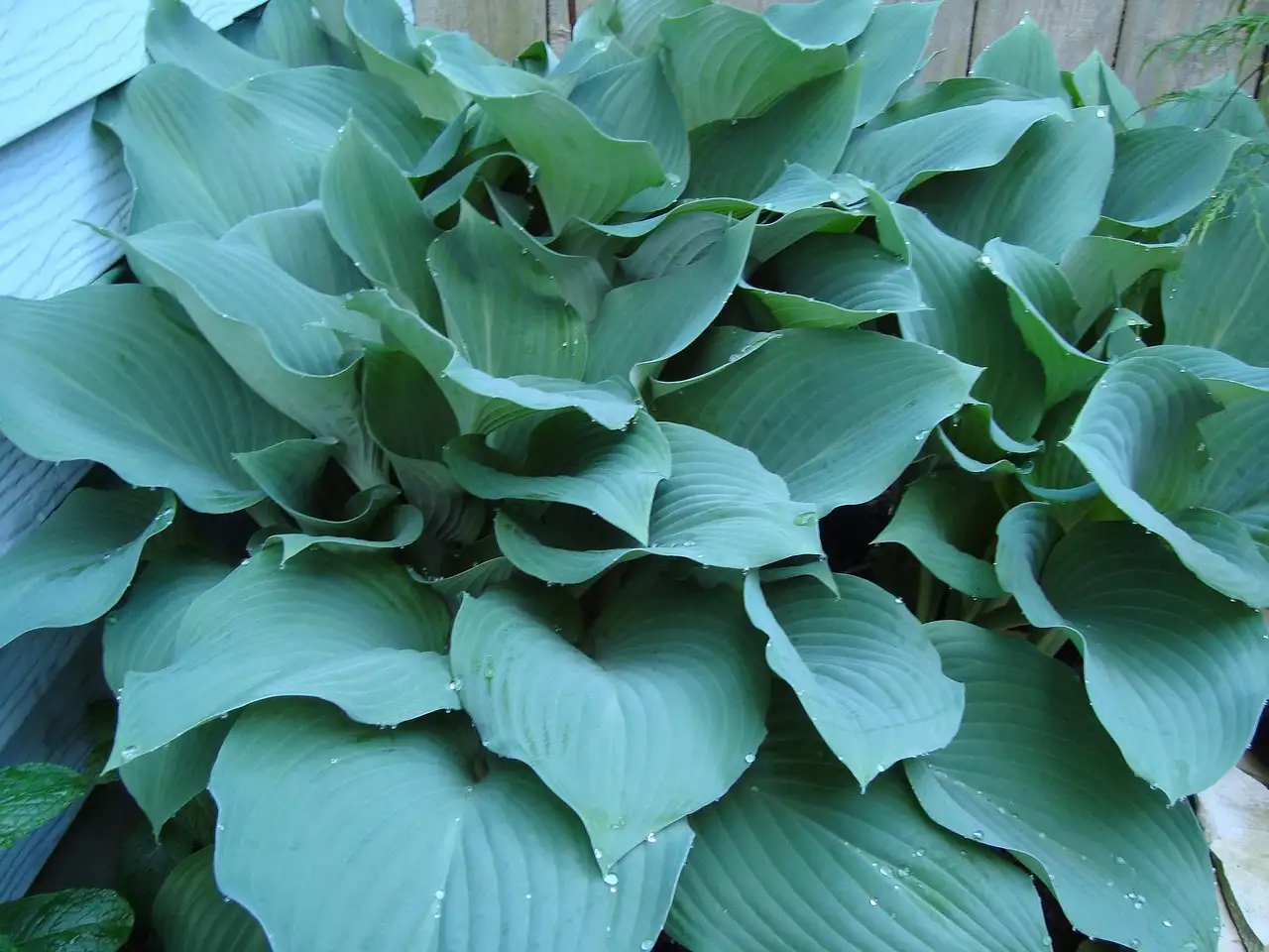 Tuinplant weinig zon