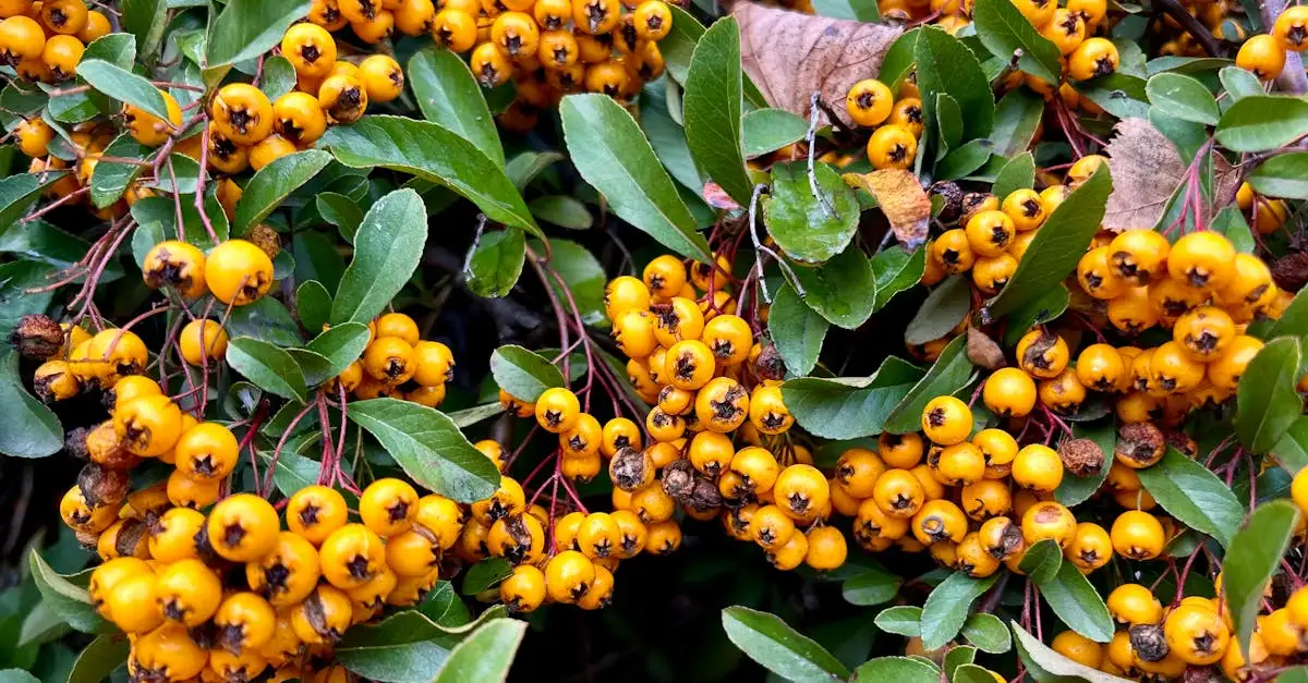 Tuinplant wintergroen