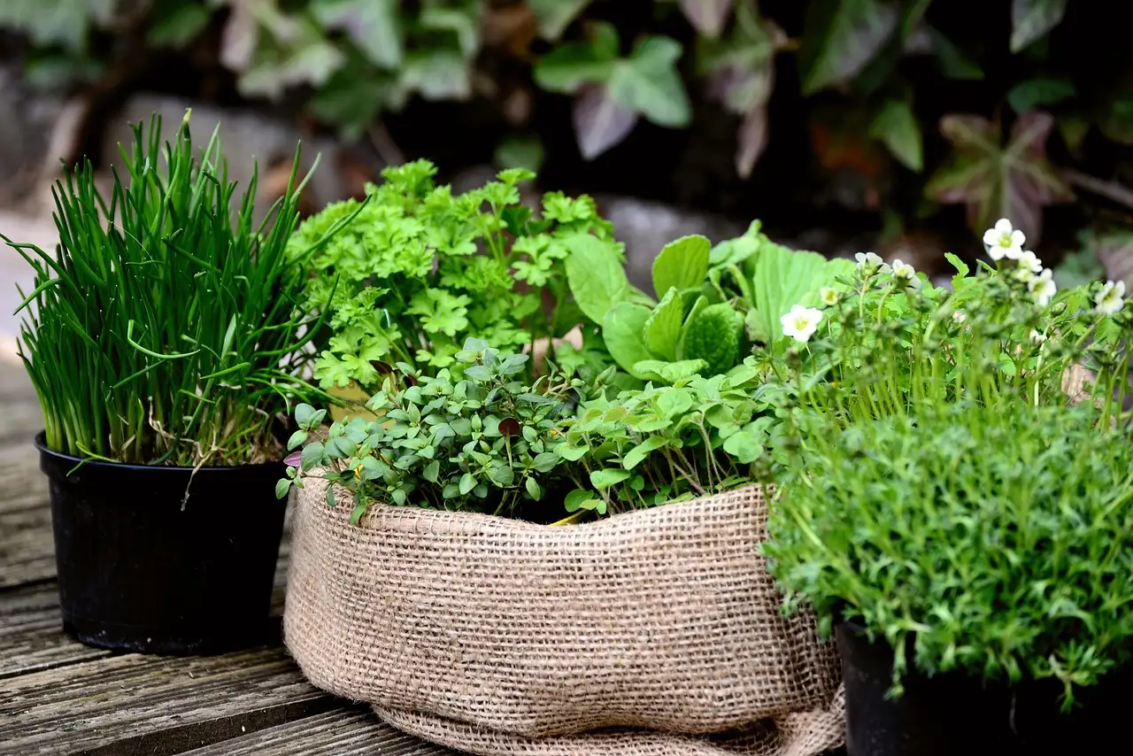 Tuinplant zilverkleurig blad