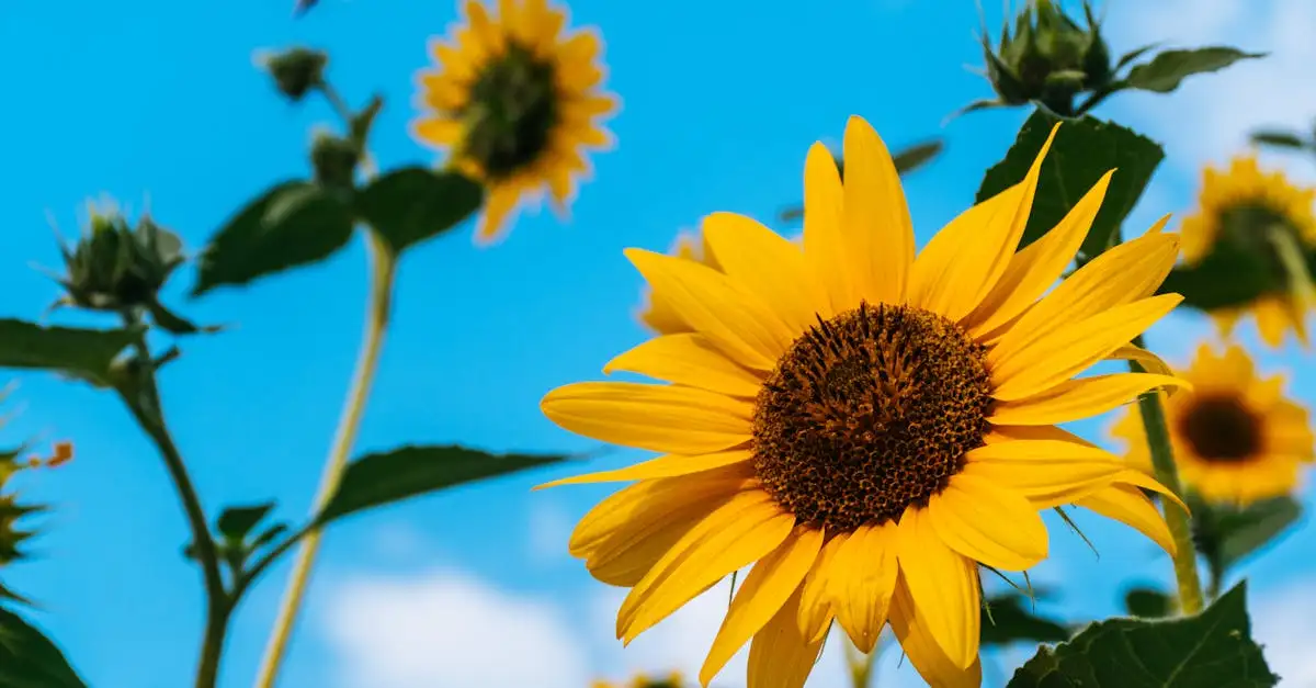 Tuinplanten tips