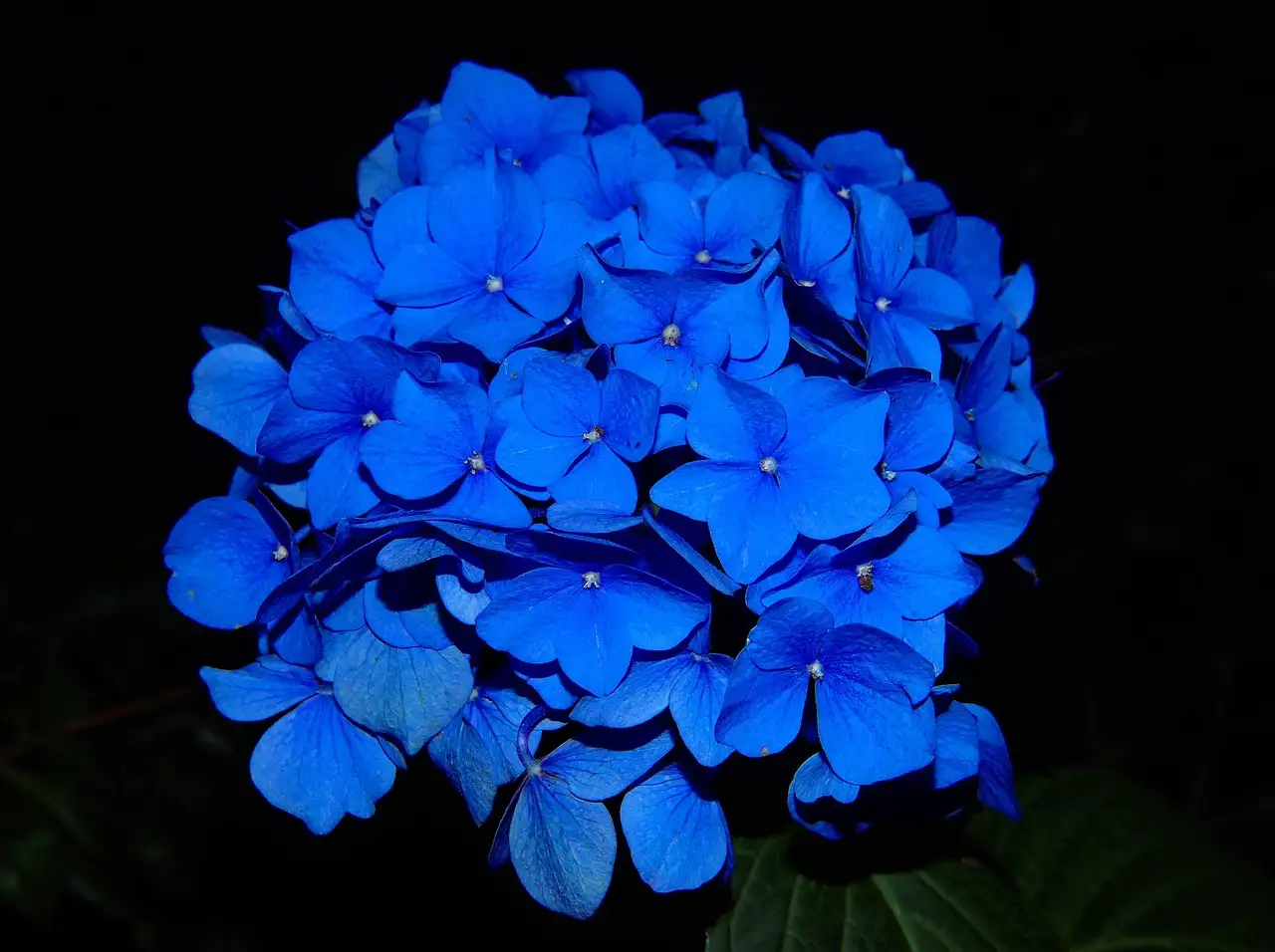 Vaste tuinplant blauw