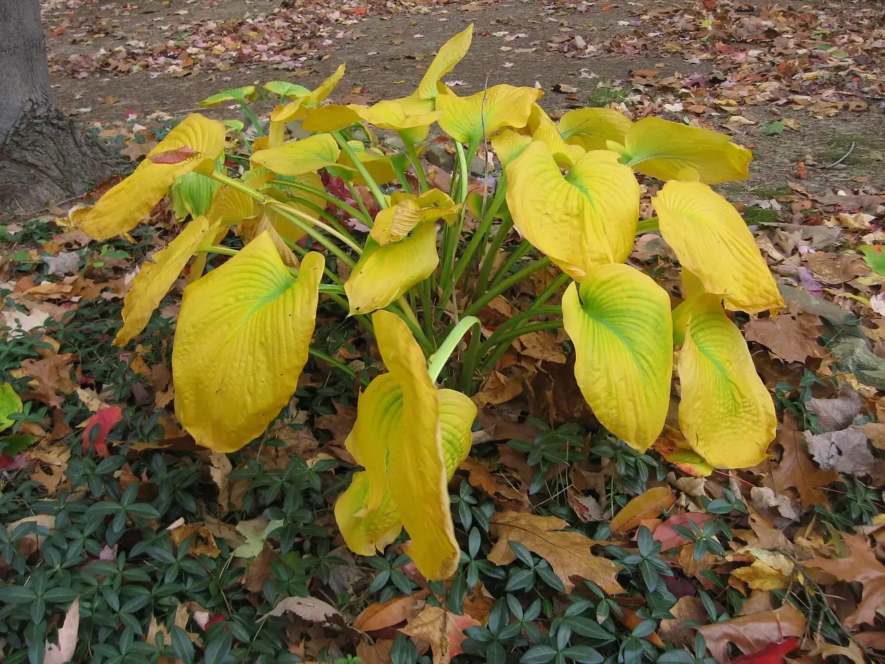 Welke tuinplant kan in de schaduw