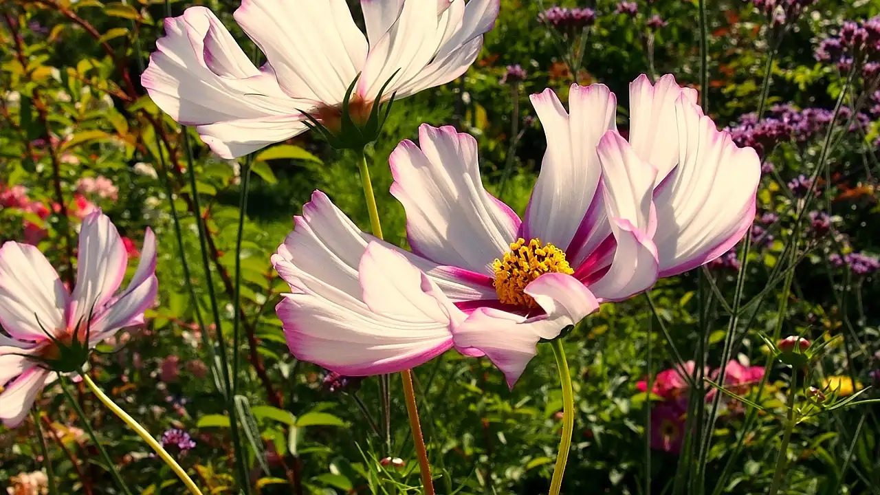 Witte tuinplant