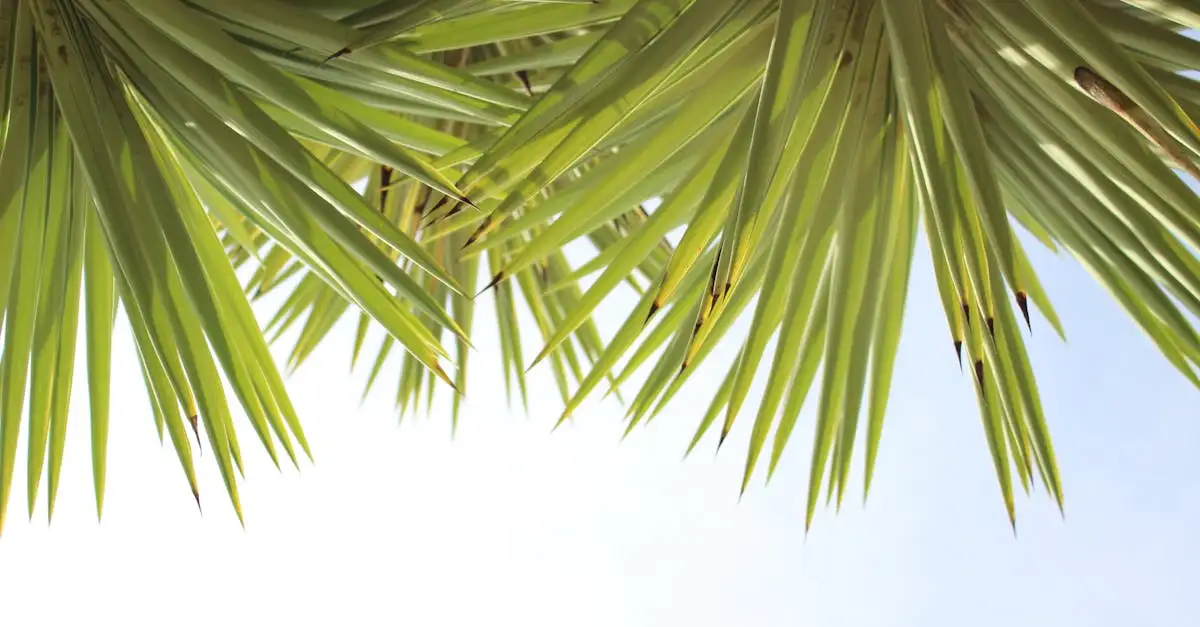 Yucca tuinplant stekken