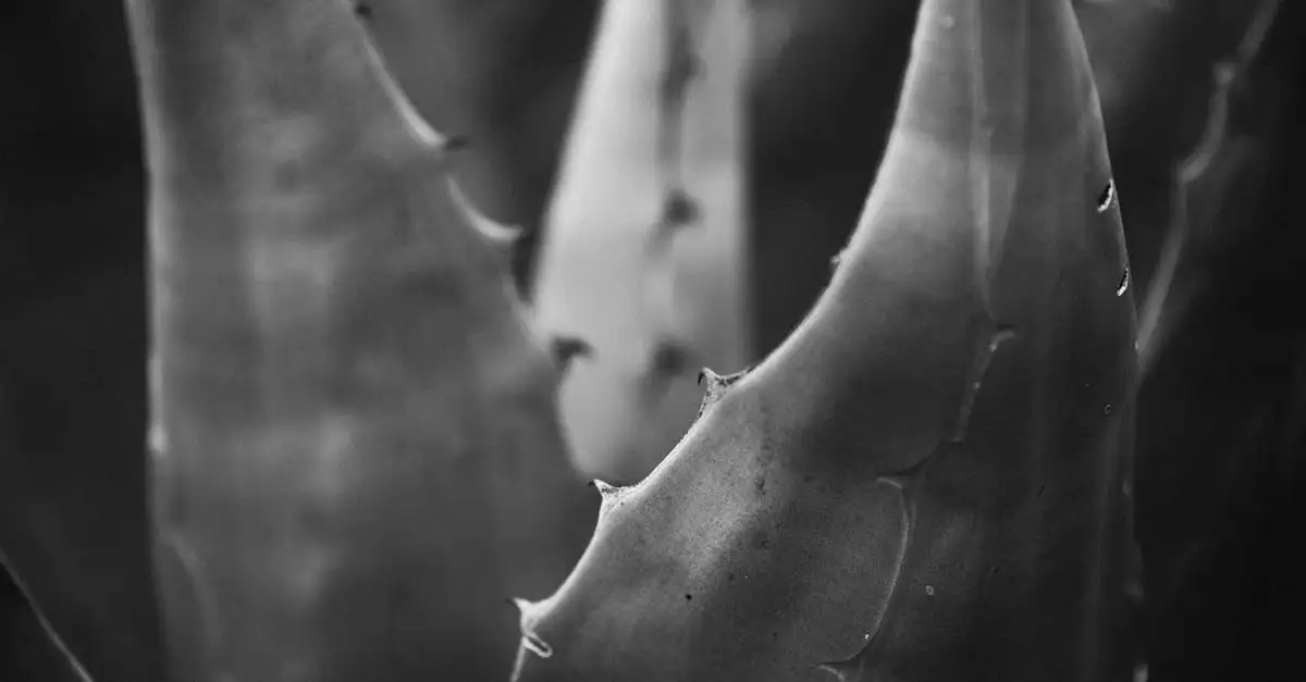 Aloe vera tuinplant