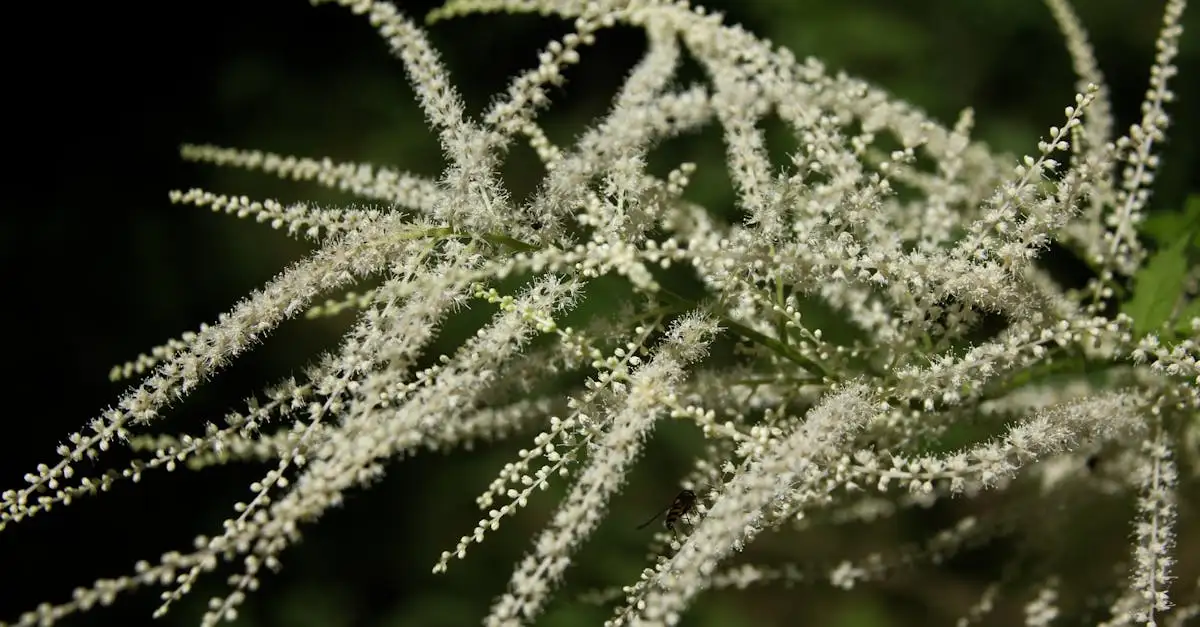 Astilbe tuinplanten kopen | Scherpe prijzen bij [Merknaam]