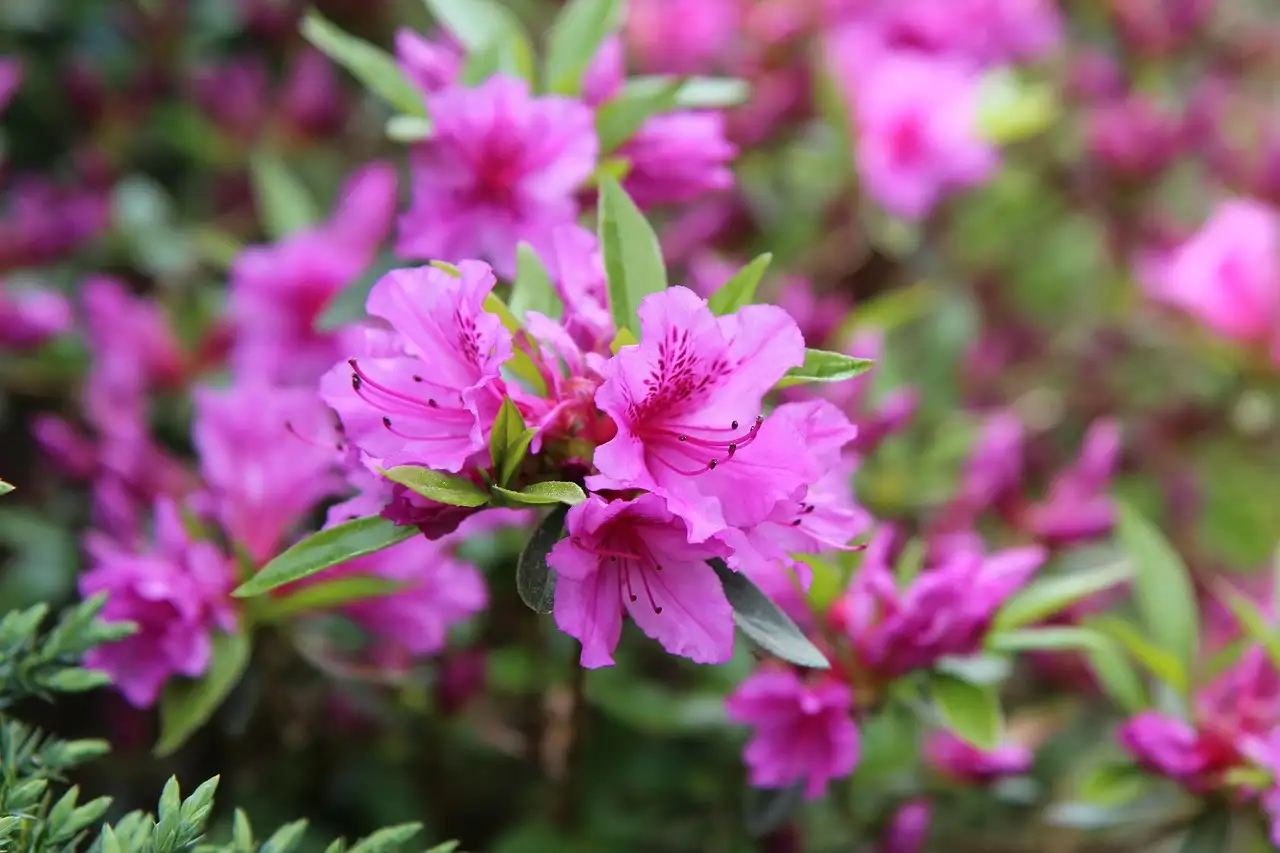 Azalea tuinplant verzorging