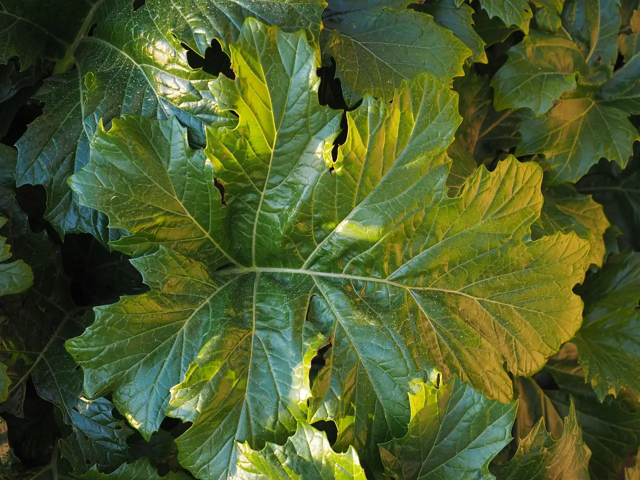 Berenklauw tuinplant