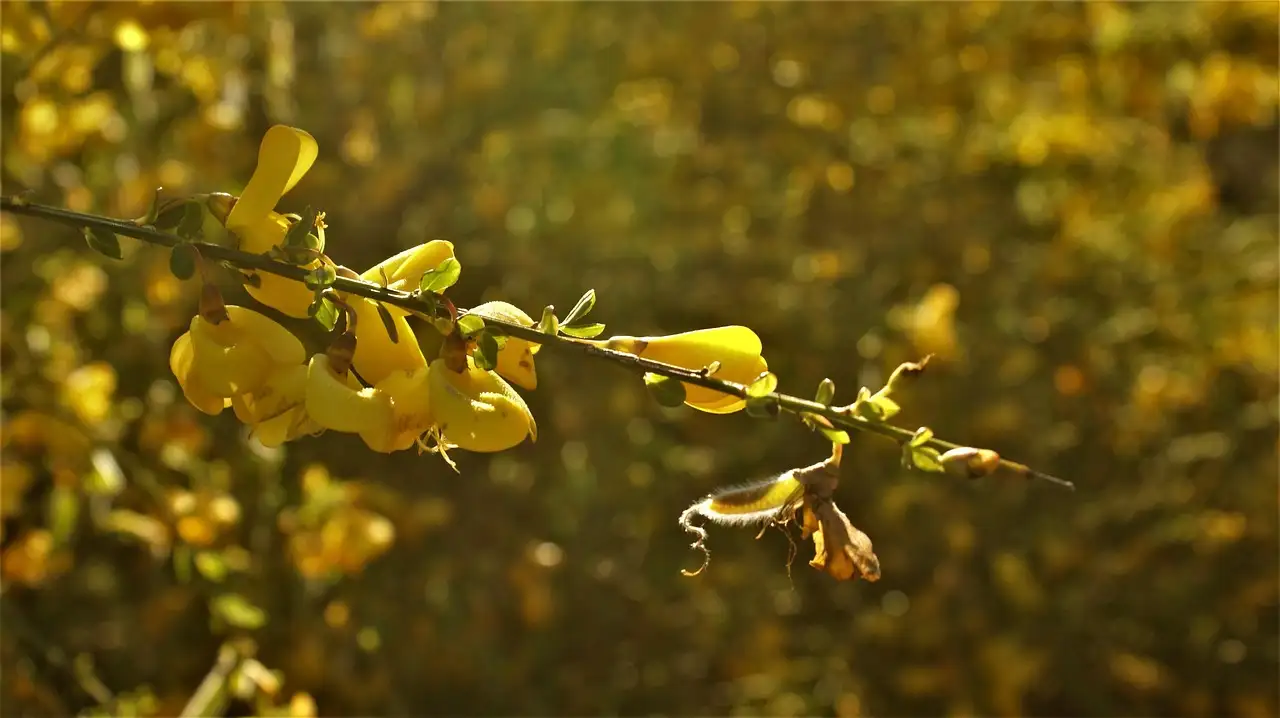 Brem tuinplant