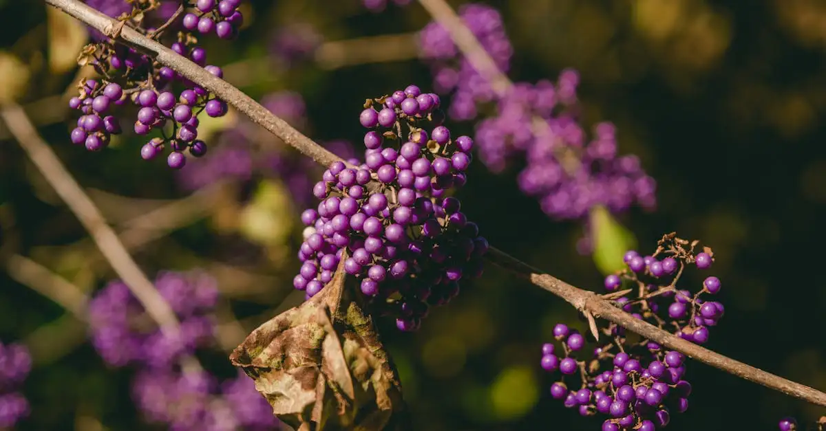 Callicarpa tuinplant kopen | Prachtige bessen voor uw tuin