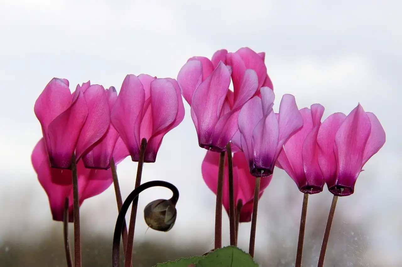 Cyclaam tuinplant