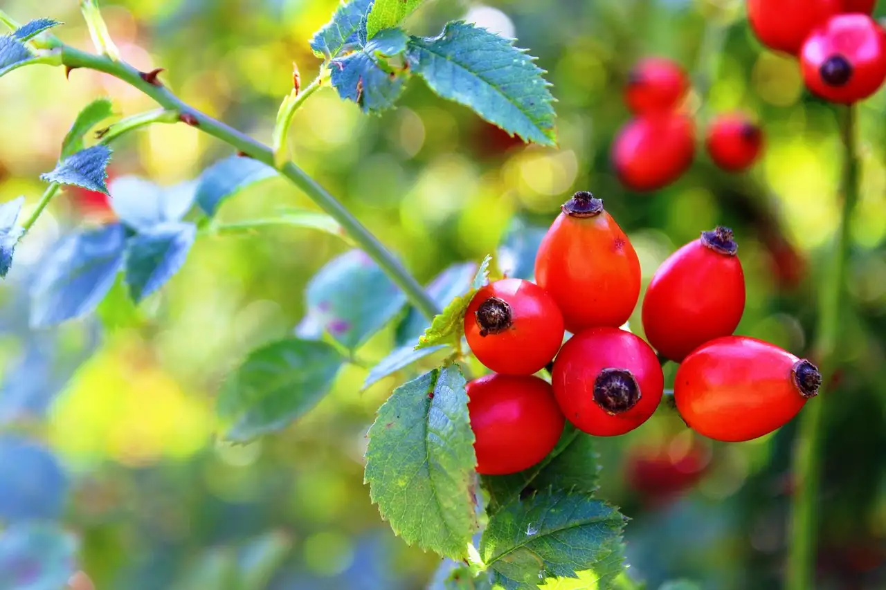 De beste tuinplanten om zelf rode thee te maken.