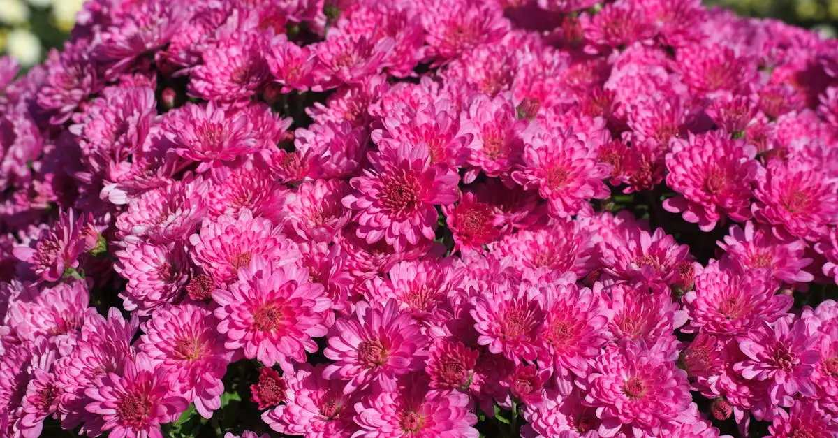 De beste tuinplanten voor oktober: tips en advies.