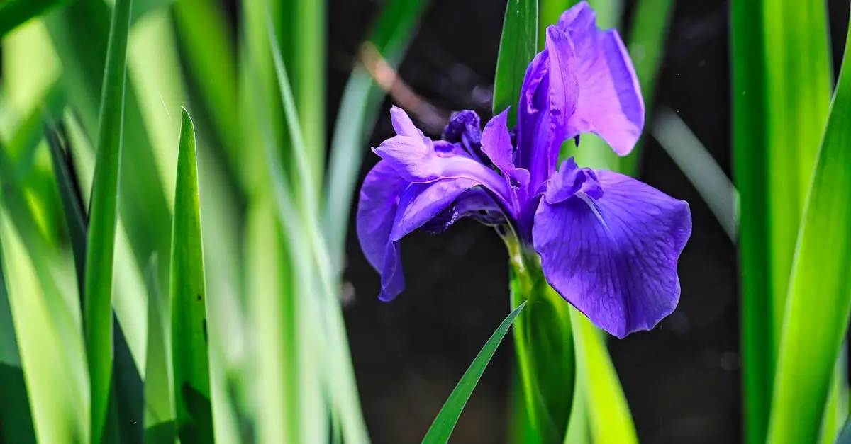 De iris als vaste tuinplant: tips voor verzorging en soorten.