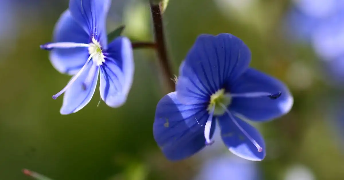 Ereprijs tuinplant kopen voor een kleurrijke border