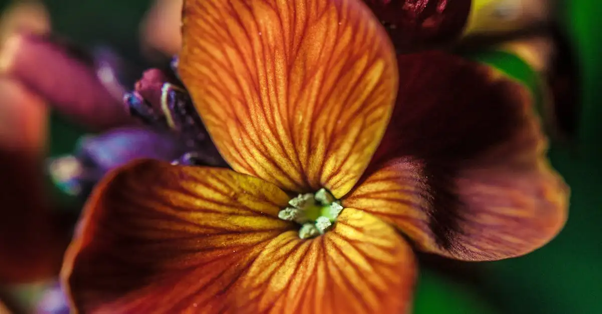 Erysimum kopen: Mooie en geurende tuinplanten