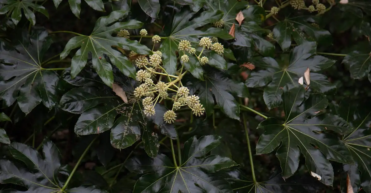 Fatsia japonica tuinplant
