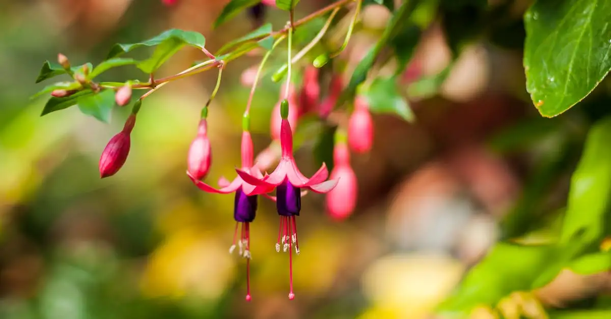 Fuchsia tuinplant