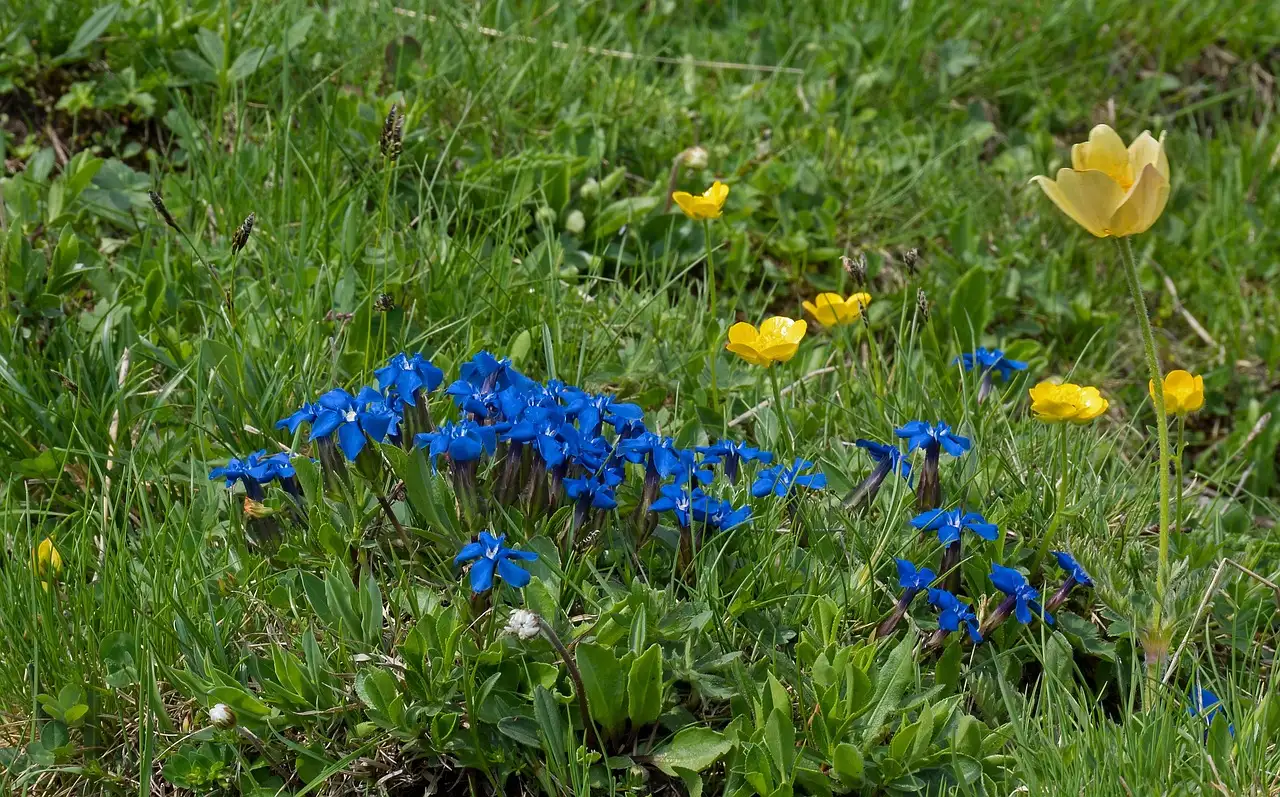 Gentiaan tuinplant kopen: soorten en verzorgingstips