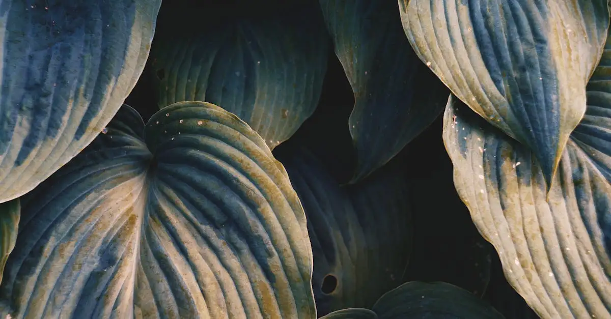 Hosta tuinplant