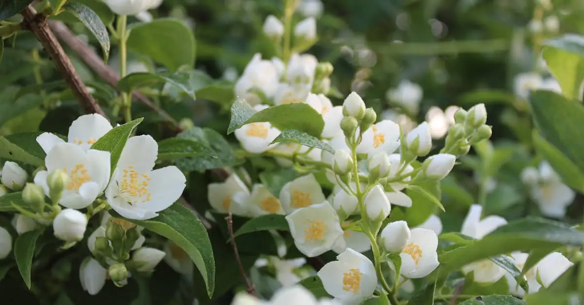 Jasmijn tuinplant verzorging