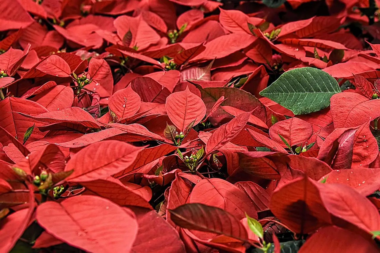 Kerstster als tuinplant: tips voor verzorging en standplaats