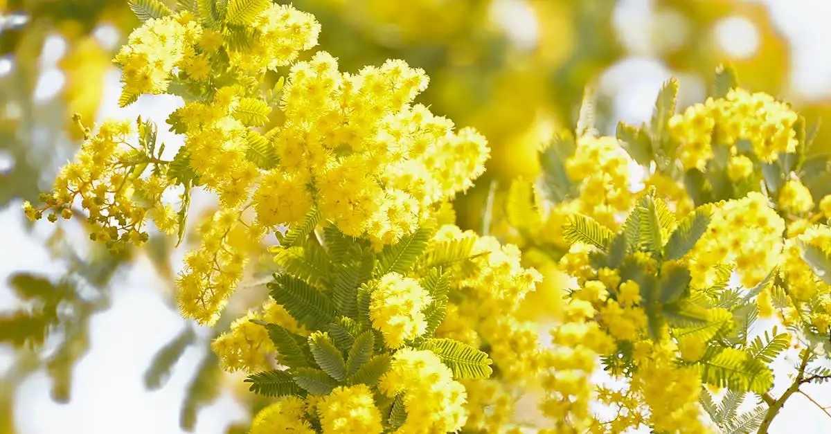 Mimosa tuinplant