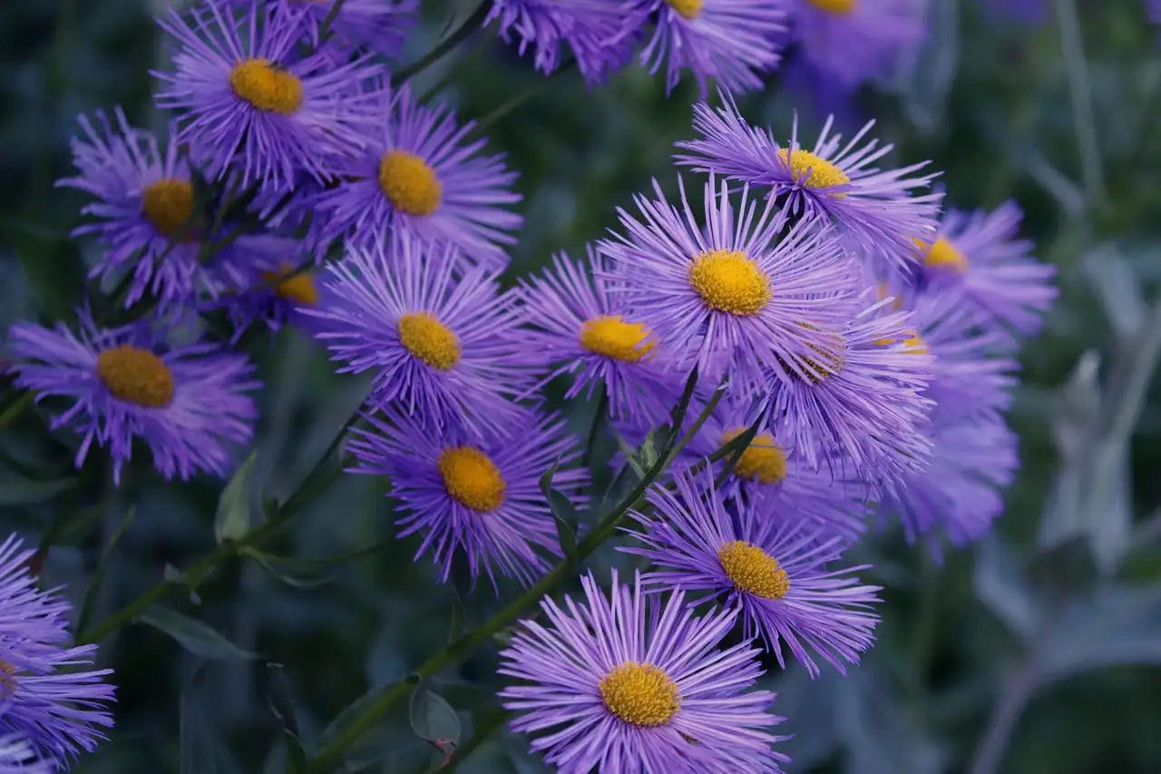 Olifantsoor tuinplant