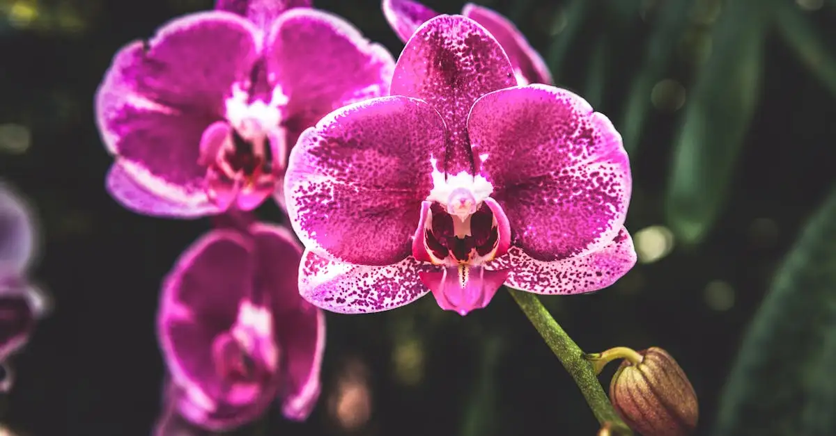Orchidee als tuinplant: tips voor verzorging en bloei
