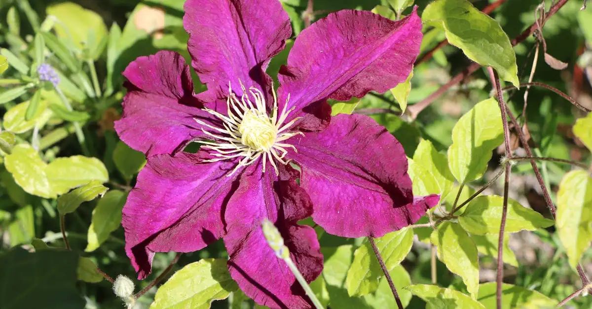 Paarse vaste tuinplant