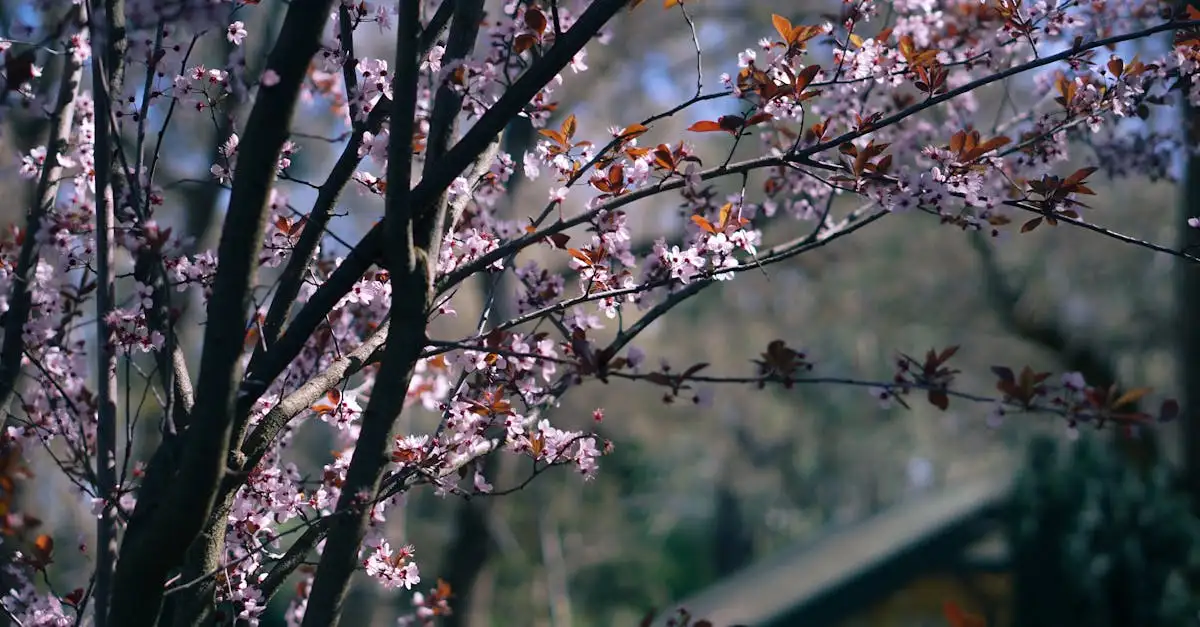 Prunus tuinplanten kopen in Uddel: vind de beste selectie.