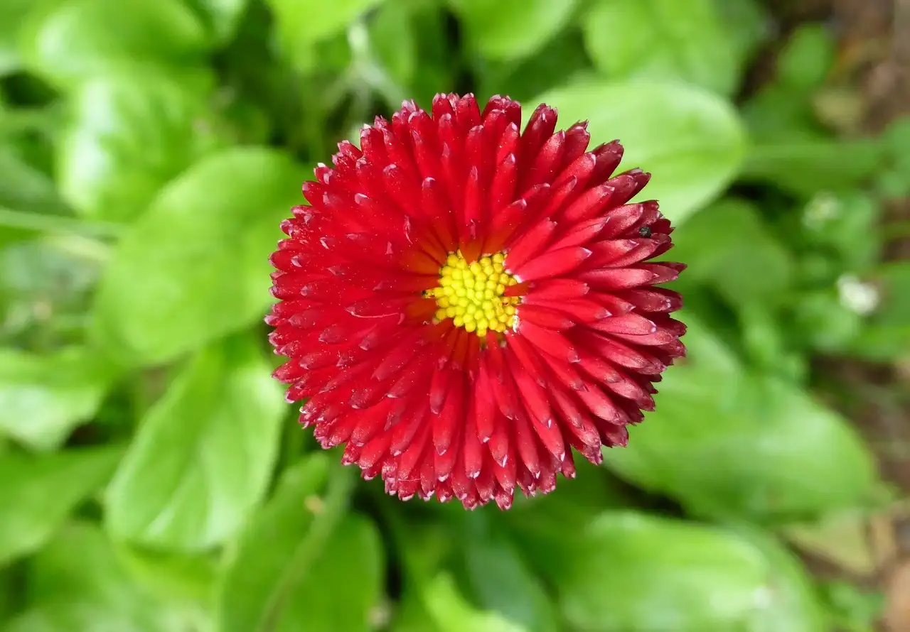 Rode tuinplanten 5 kg kopen bij uw specialist