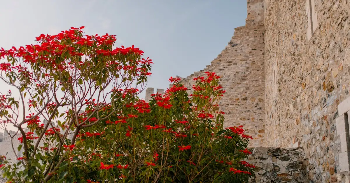 Rode tuinplanten ervaringen en tips voor uw tuin