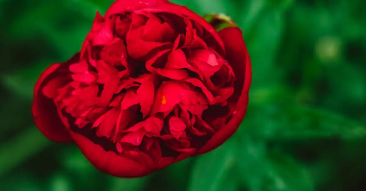 Rode tuinplanten: tips voor de mooiste tuin