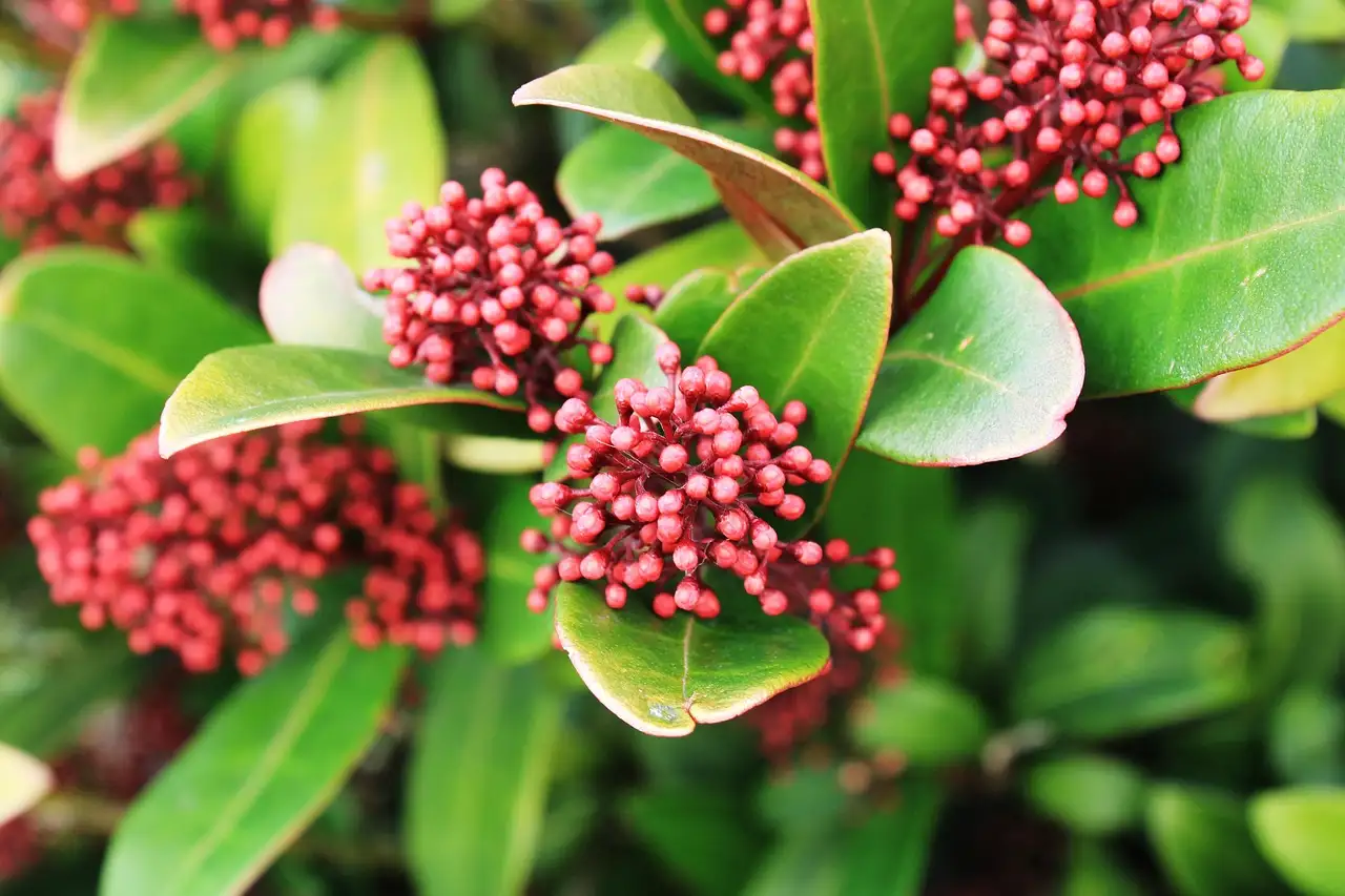 Skimmia tuinplant