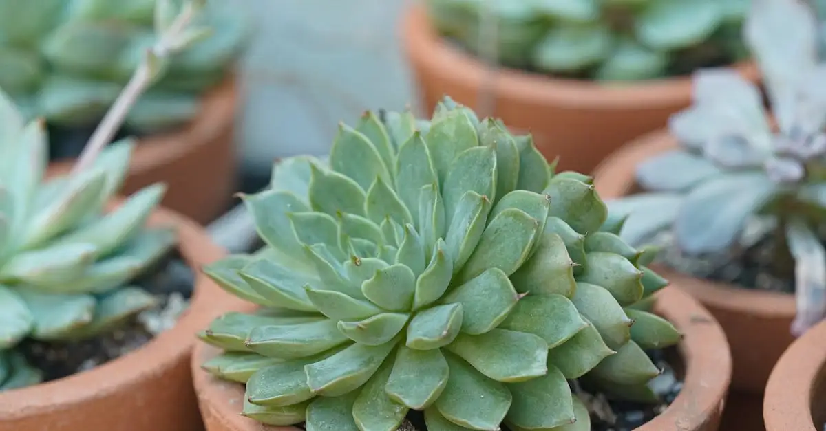 Sterke tuinplant in pot