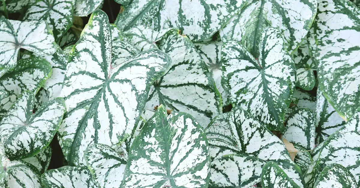 Tropische tuinplant