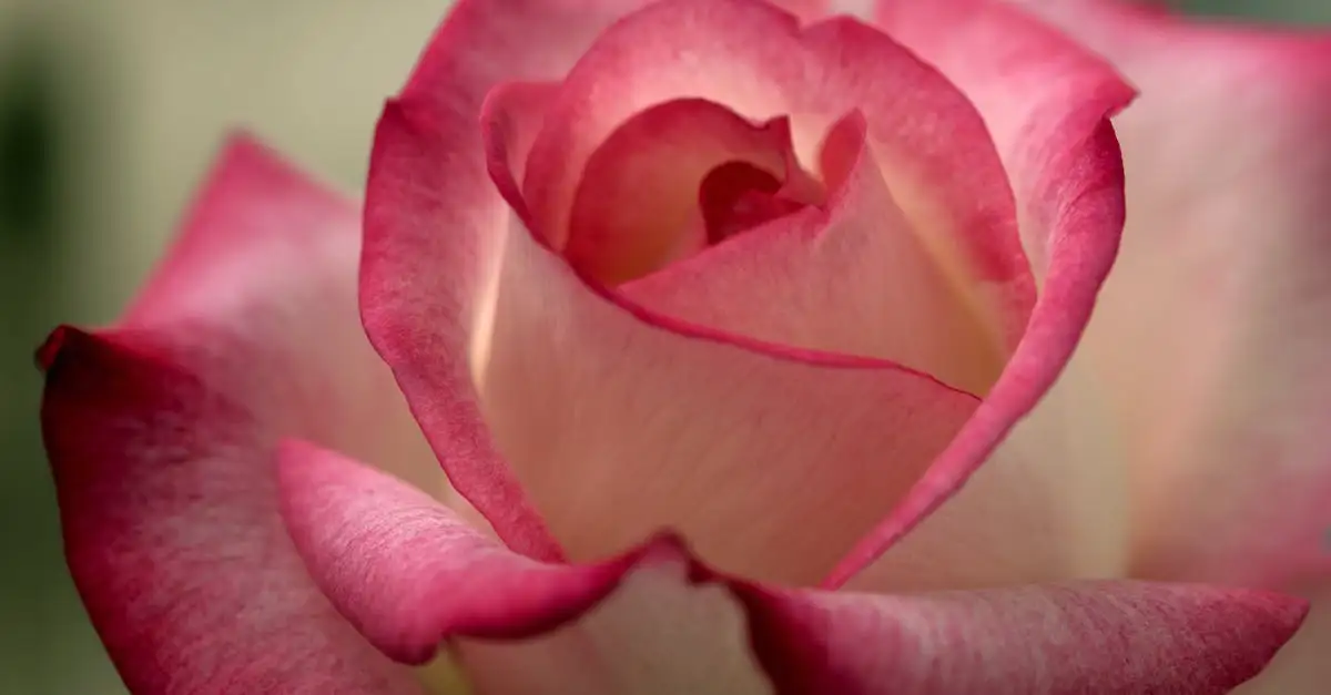 Tuinplant bezorgen moederdag