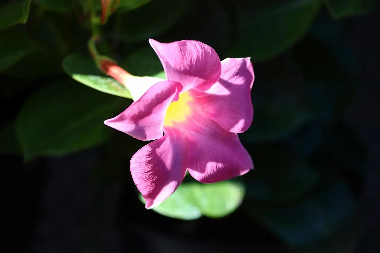 Tuinplant dipladenia