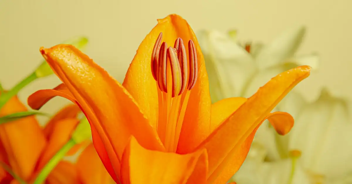 Tuinplant ezelsoor