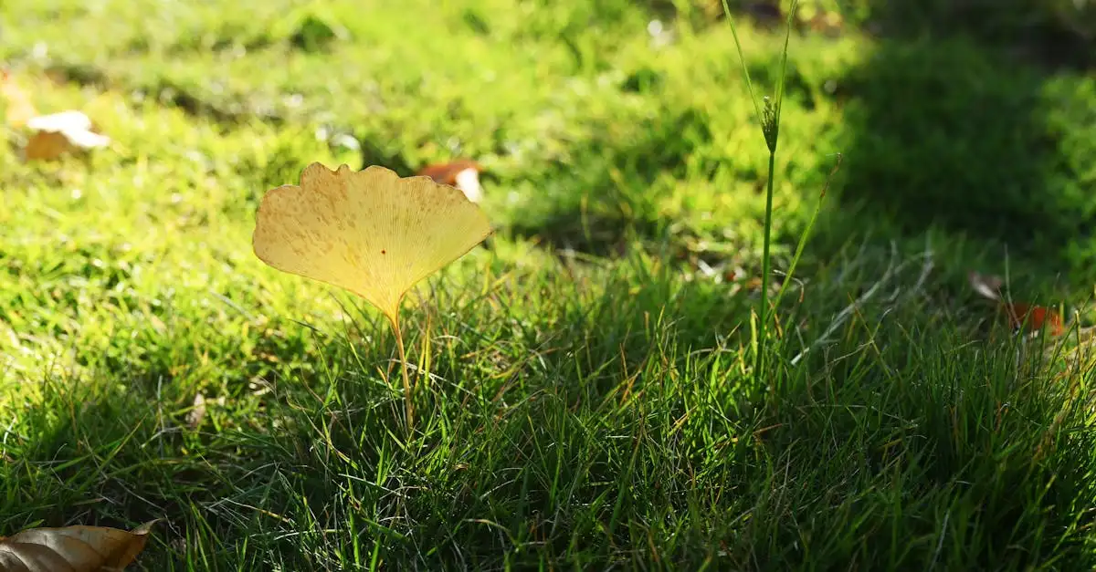 Tuinplant gele bladeren