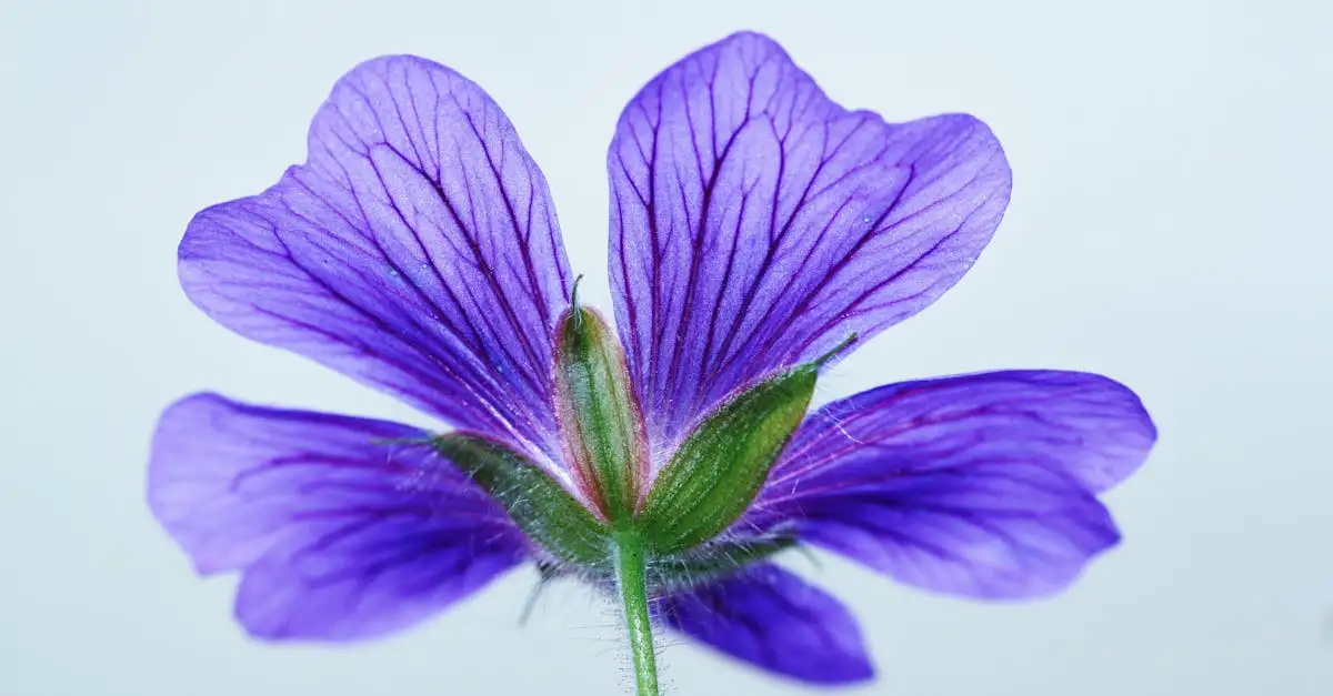 Tuinplant geranium